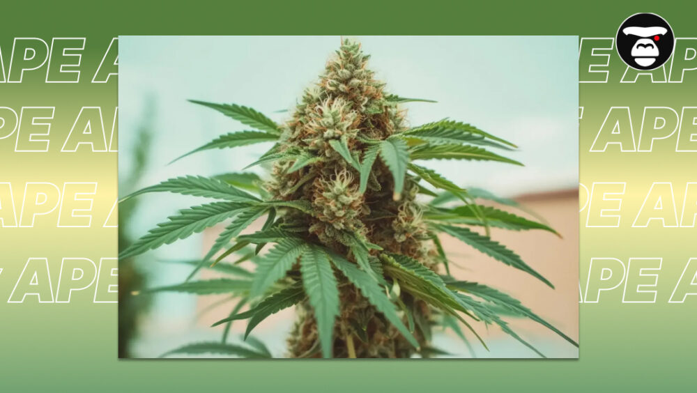 Fast-Acting Strains Fast-Acting Strains