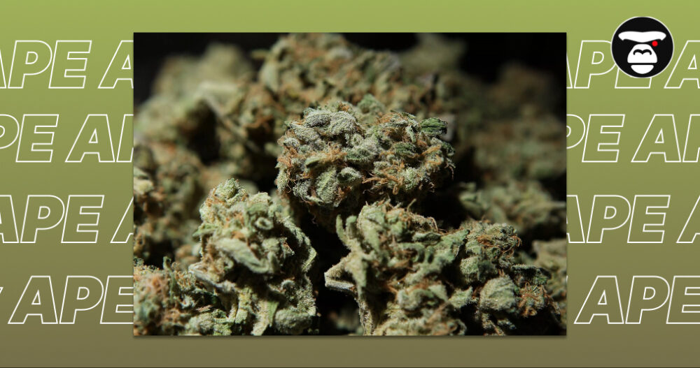 Macro shot of trichome-covered cannabis nugs against a branded "APE" background.