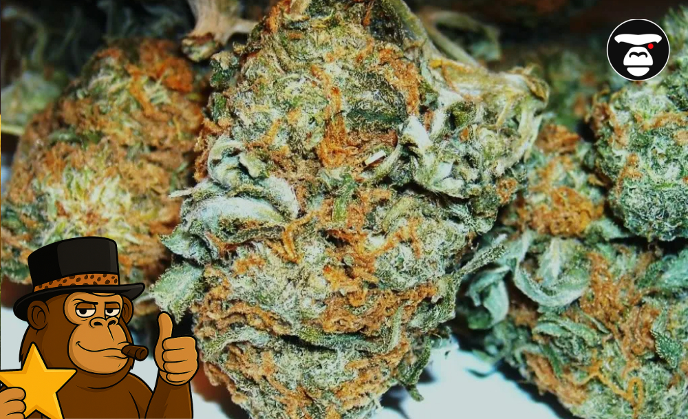 Fast-Acting Strains Dense, cured cannabis nuggets with a heavy coating of trichomes.