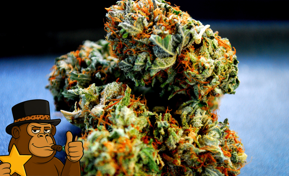 Close-up of green cannabis buds with a high concentration of orange hairs