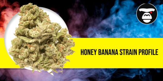 Honey Banana Strain Profile