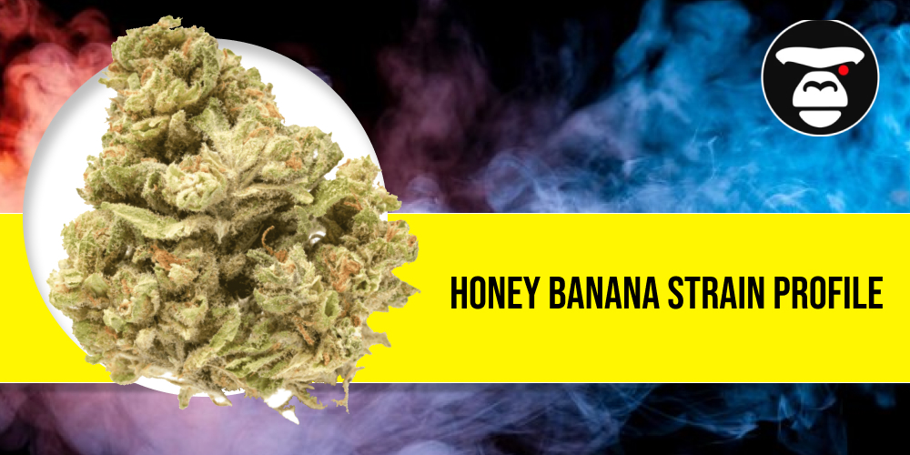 Honey Banana Strain Profile