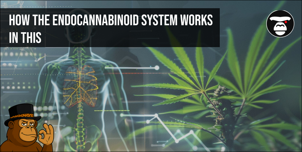 How the Endocannabinoid System Works in This
