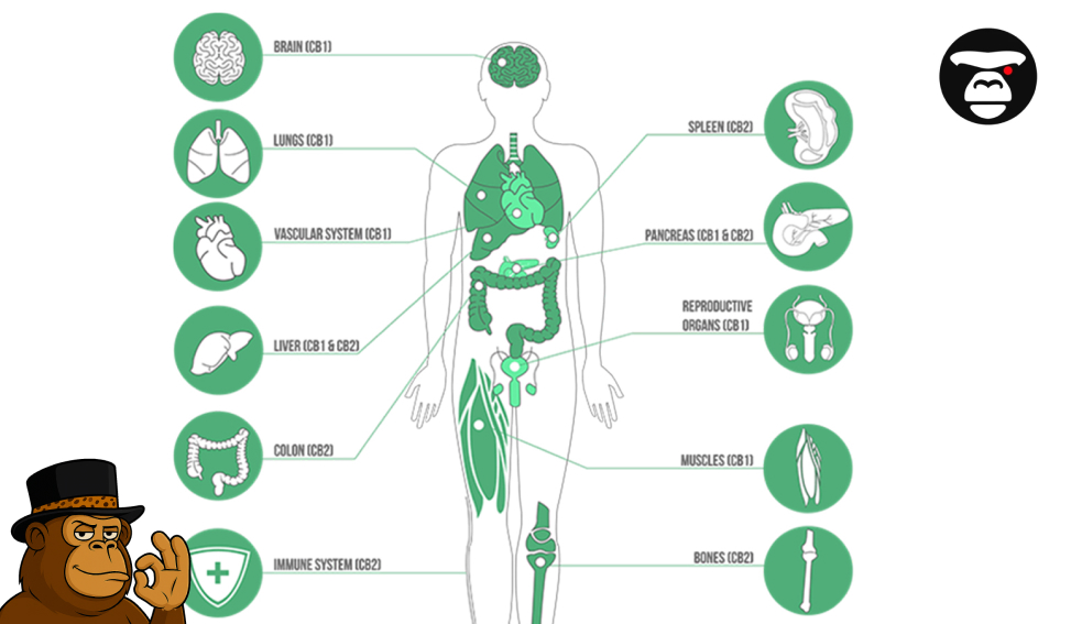 Human ECS Receptor Map