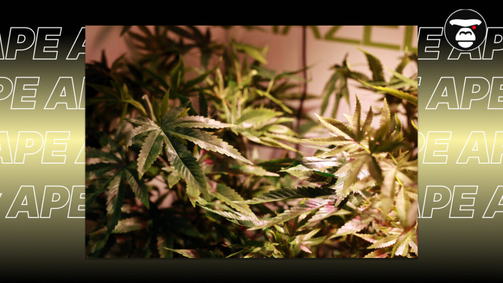 A lush canopy of green cannabis fan leaves growing under indoor lights.