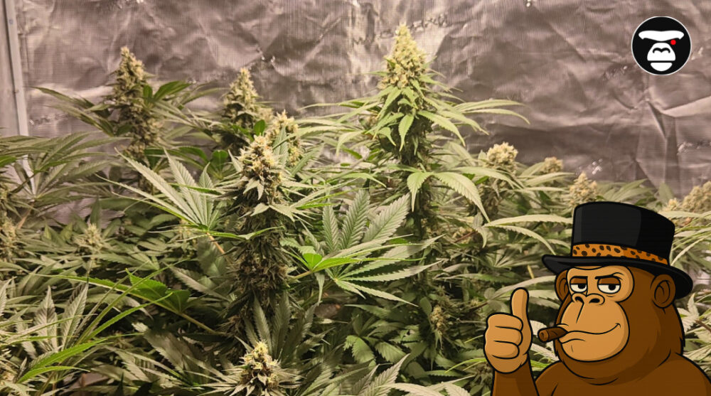 Fast-Acting Strains Multiple cannabis plants flowering under professional LED grow lights.