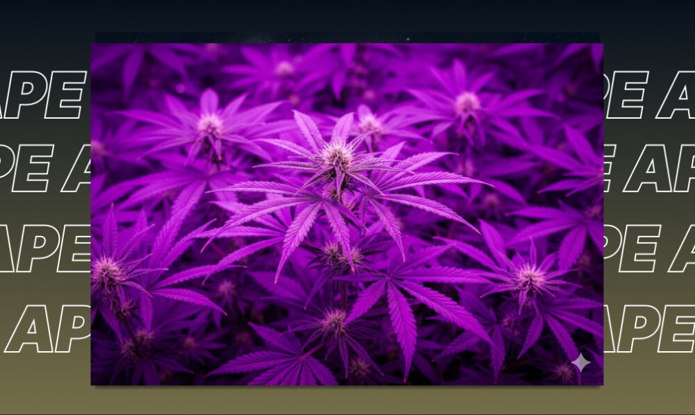 Kush Mountains Strain Breakdown Dense cannabis buds inspired by Kush Mountains strains