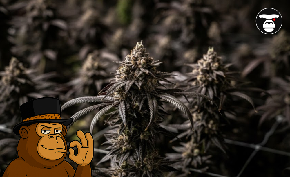 Kush Mountains Strain Breakdown Cannabis leaves representing Kush Mountains strain genetics