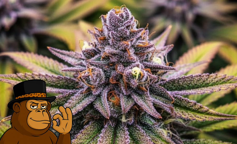 Kush Mountains Strain Breakdown Kush Mountains Strain Breakdown illustrated cannabis bud