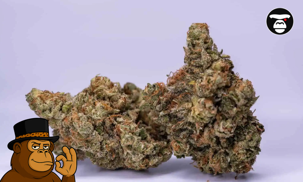 Blueberry Cheesecake_ Unique Hybrid