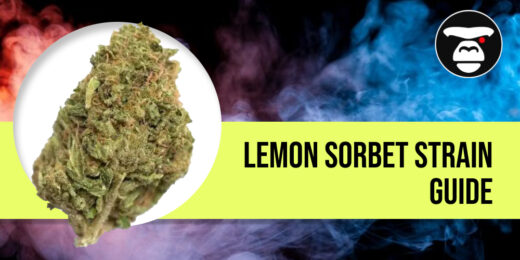 Close-up of a bright lime-green Lemon Sorbet bud with frosty white trichomes.