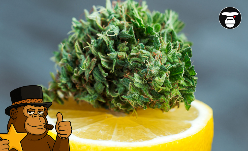 Most Flavorful Strains A bright green cannabis bud resting on a sliced fresh lemon.