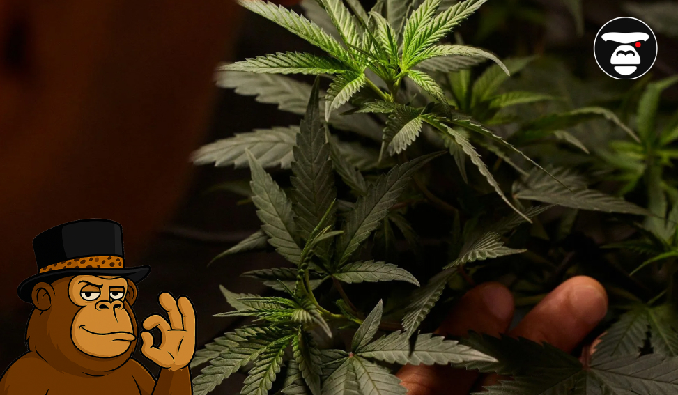 Living Cannabis Plant