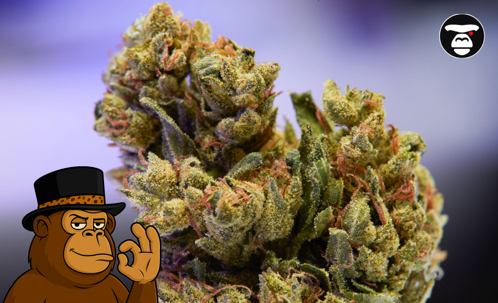 Macro Cannabis Trichomes