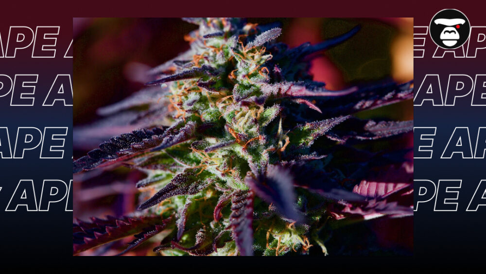 Extreme macro shot of cannabis trichomes on purple leaves