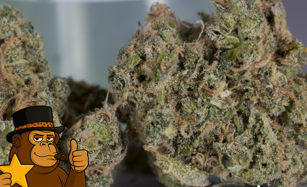 Extreme close-up of cannabis trichomes and resin