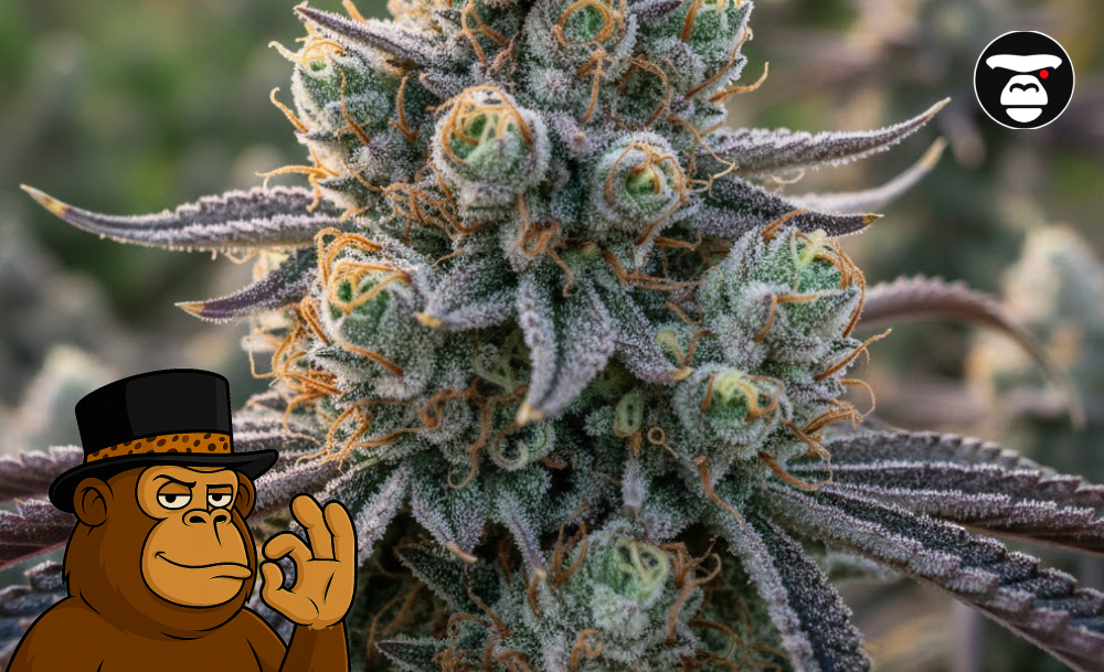 Extreme close-up of Tropical Runtz flower showing milky white trichomes and resin.