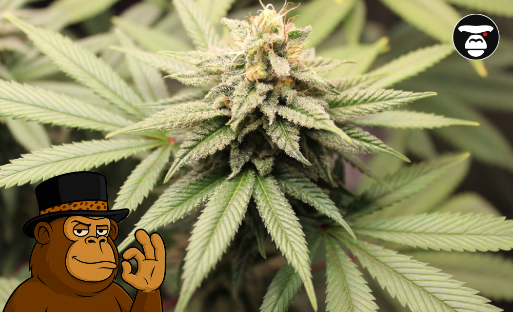 A vibrant green cannabis plant with a large central cola and fan leaves.