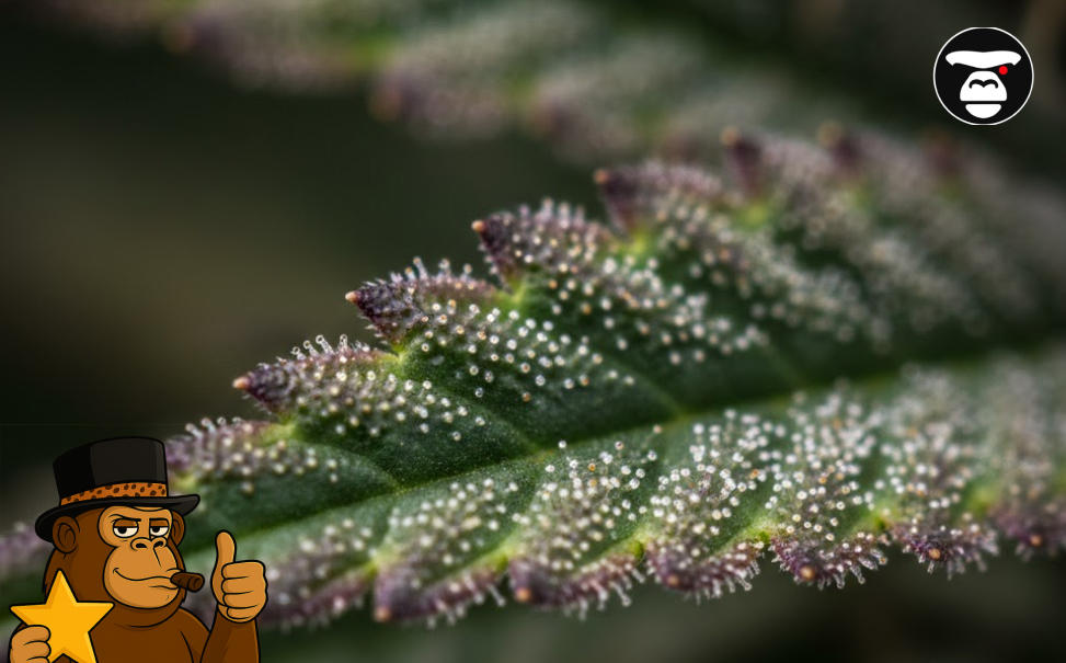 Macro photograph of resinous white trichomes on the edge of a cannabis leaf with purple and green hues.