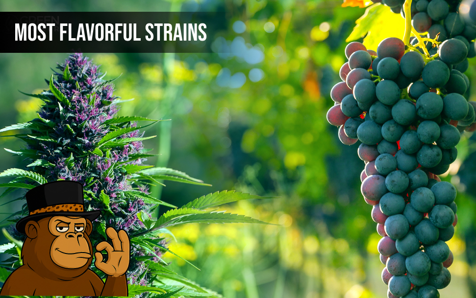 Most Flavorful Strains