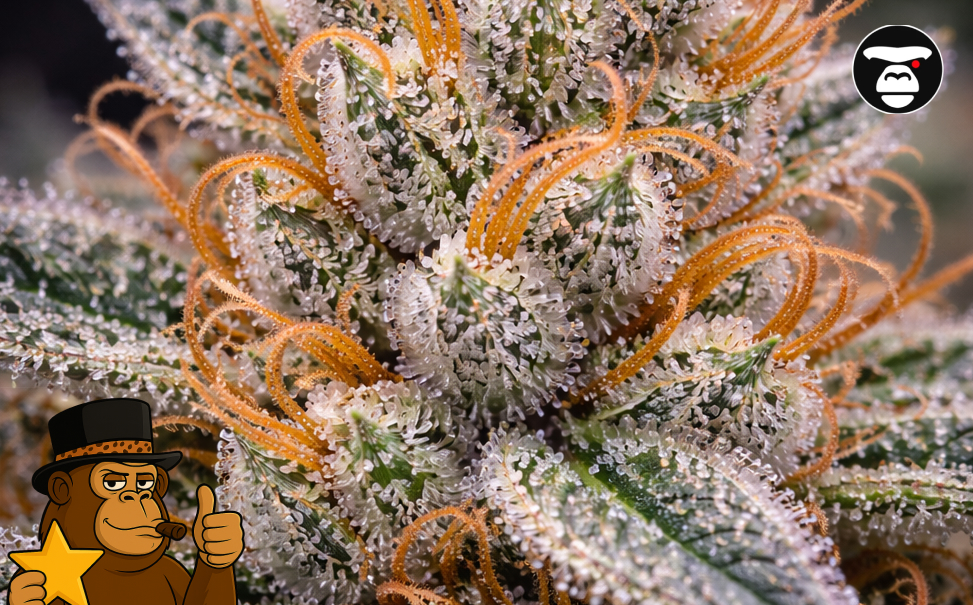 Best Weed Strains In Lodi Intense close-up of amber hairs and sparkling crystals on a cannabis plant.