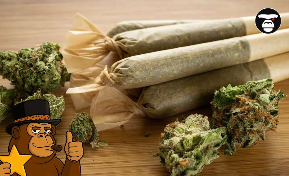 What Are Pre-Rolls and How to Choose the Right One Pre-Rolls with Dried Buds
