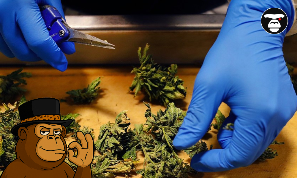A person in blue gloves using small shears to trim excess leaves from a cannabis bud.
