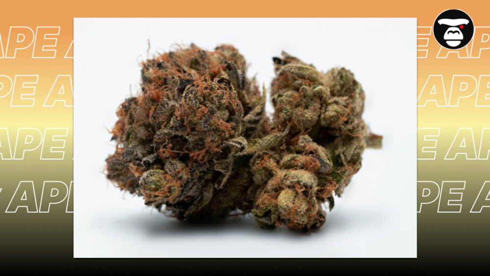 High-quality cannabis indica flower with orange hairs on a white background
