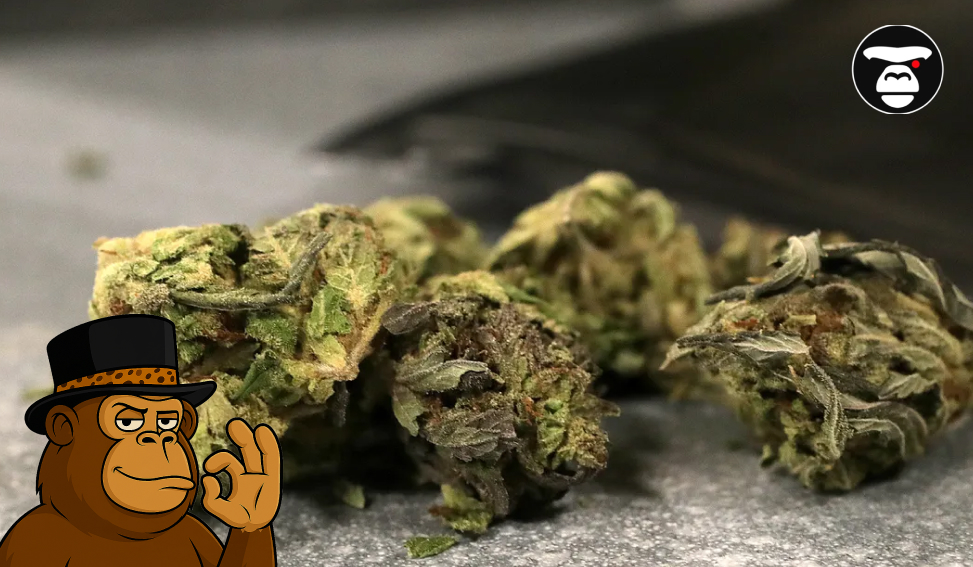 Close-up of high-quality green cannabis buds on a gray surface with an ape mascot.