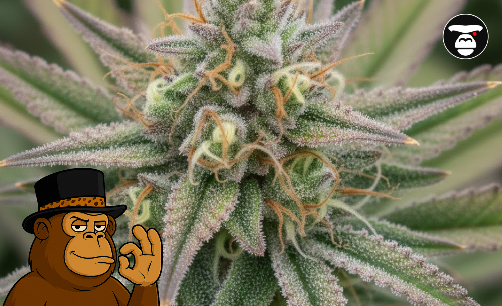 Best Weed Strains In Novato Close-up of a resinous cannabis bud with orange hairs and white crystals.