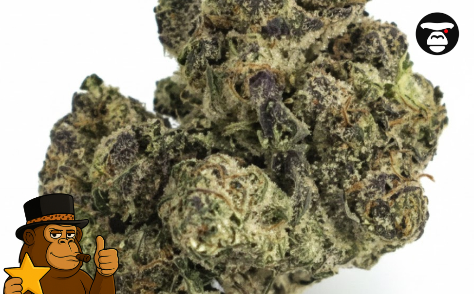 Dense purple-hued Indica cannabis bud from Visalia