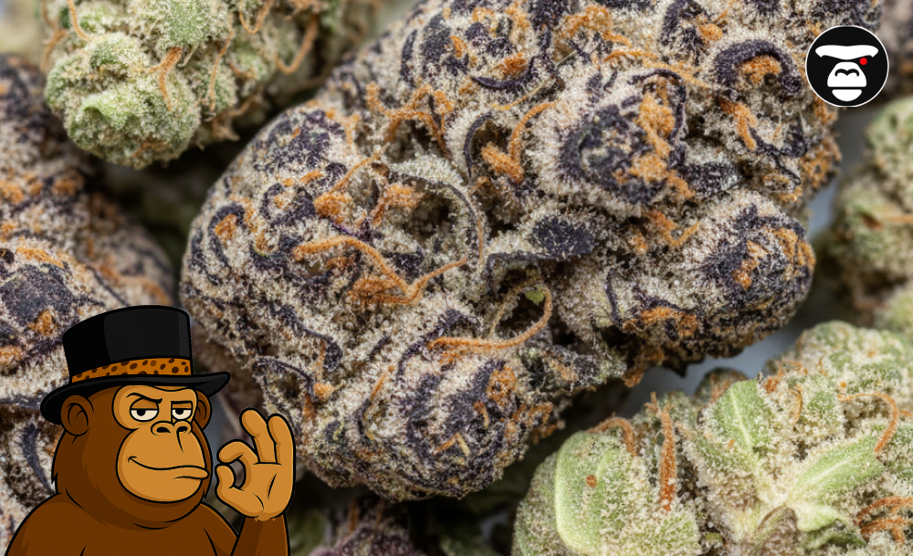 Best Weed Strains In Santa Cruz Macro photography of a purple cannabis bud with vibrant orange hairs found in Santa Cruz.