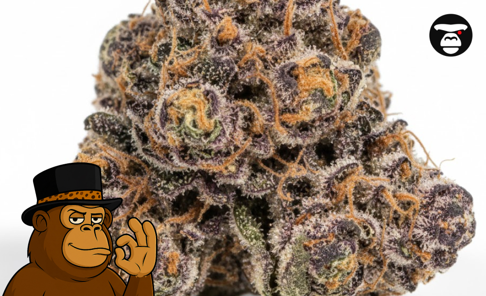 A dense, purple and orange cured hybrid cannabis bud on a clean white background.