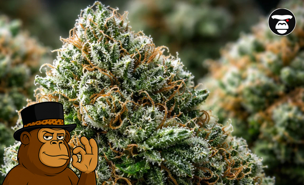 Best Weed Strains In Elk Grove