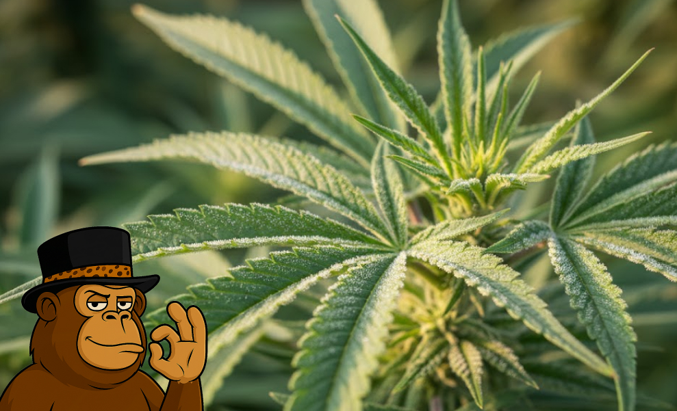 Fine green kief powder piled on a wooden surface with a grinder.