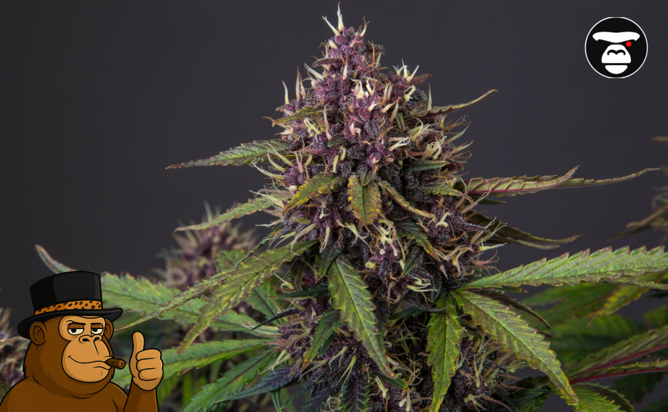Close-up of a flowering cannabis plant with deep purple buds and green leaves