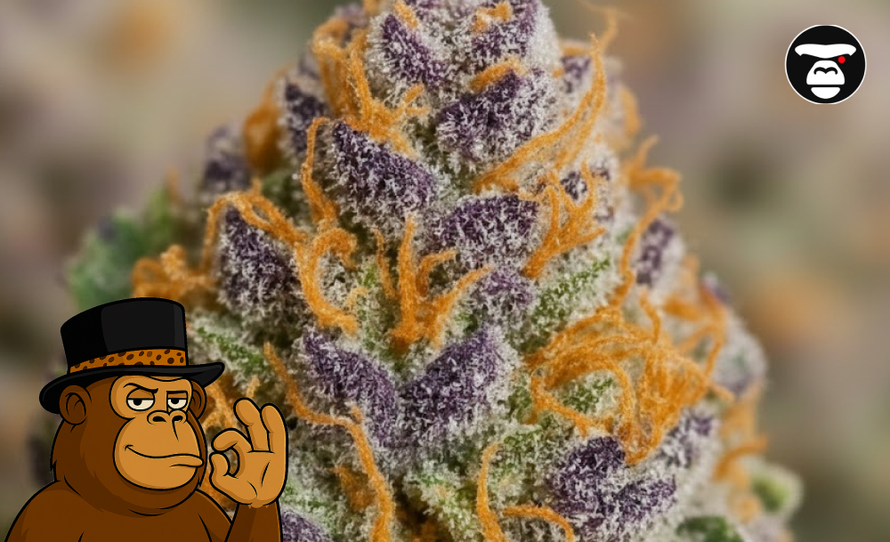 Light and Functional Hybrid Strains Extreme close-up of purple and green cannabis flower covered in white resinous trichomes.