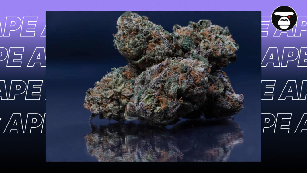 Dense purple and green cannabis flowers on a reflective surface