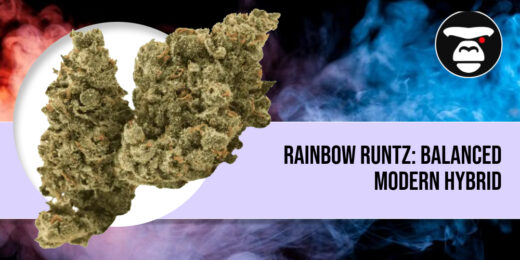 Close-up of Rainbow Runtz cannabis bud showing dense structure and orange pistils.