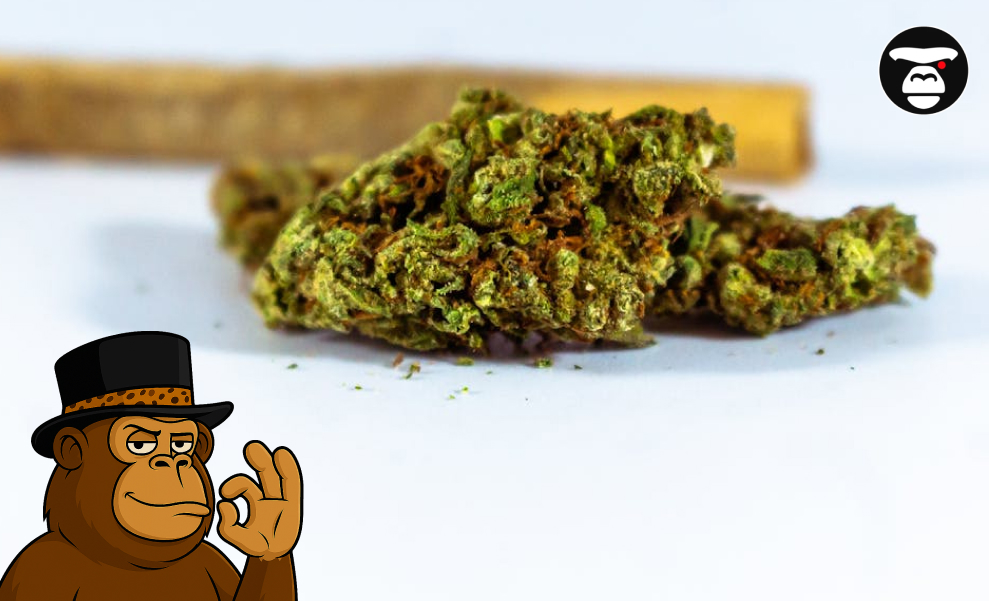 Best Weed Strains In Pasadena Single Strain Focus