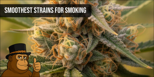 Macro photography of a frosty cannabis bud with orange hairs.