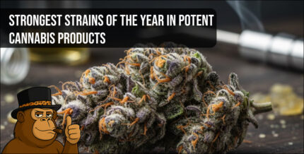 A close-up of a high-potency cannabis flower with vibrant orange hairs and dense, frosty trichomes.