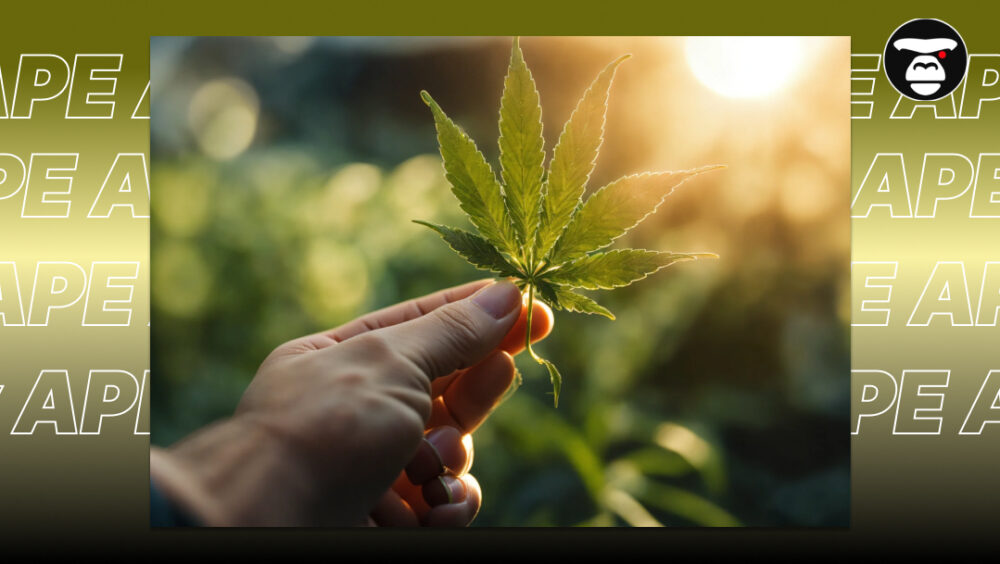Most Flavorful Strains A hand holding a green cannabis fan leaf against a bright, sunlit natural background.