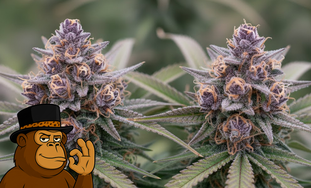 Two large, crystalline cannabis colas growing side-by-side with purple hues.