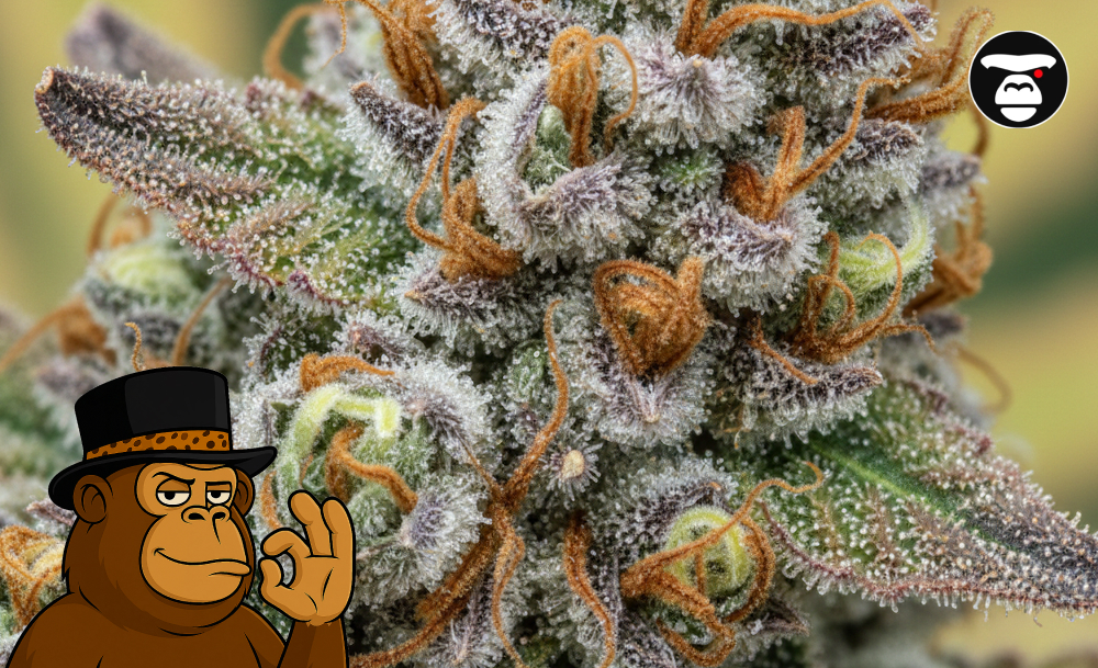 Best Weed Strains In Ventura Assorted high-grade ground cannabis flowers ready for use in Ventura, California.