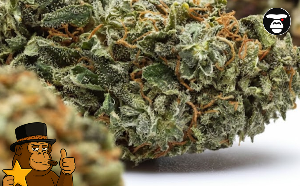 Detailed close-up of a bright green cannabis nugget held by a starred ape mascot.