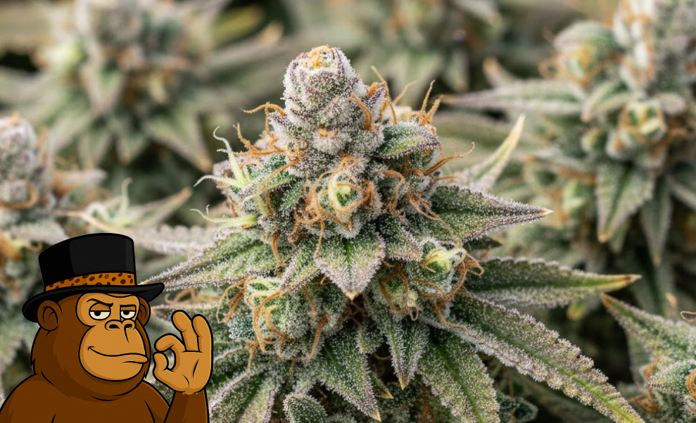 Best Weed Strains In Sunnyvale Multiple flowering cannabis buds ready for harvest and delivery.