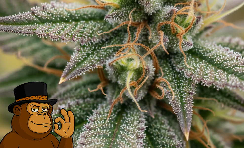 A symmetrical top-down view of a cannabis bud surrounded by frosty leaves.