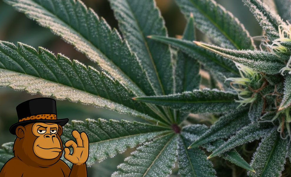 Best Weed Strains In Novato Best Weed Strains In Novato