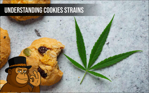 Understanding Cookies Strains